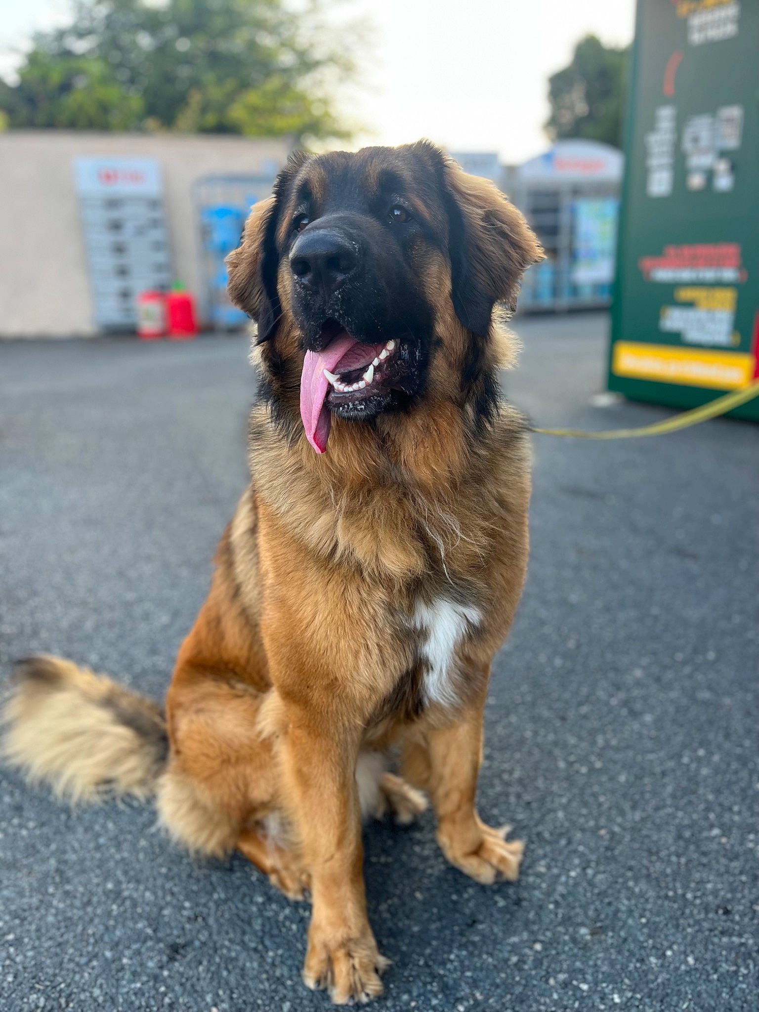 Saiko a rejoint le concours — aidez-le/la à gagner de superbes lots ! asphalt, biting, canidae, carnivore, cloud, collar, companion_dog, dog, dog_breed, event, fur, gas, guard_dog, road_surface, sky, snout, sporting_group, tree, working_animal, working_dog