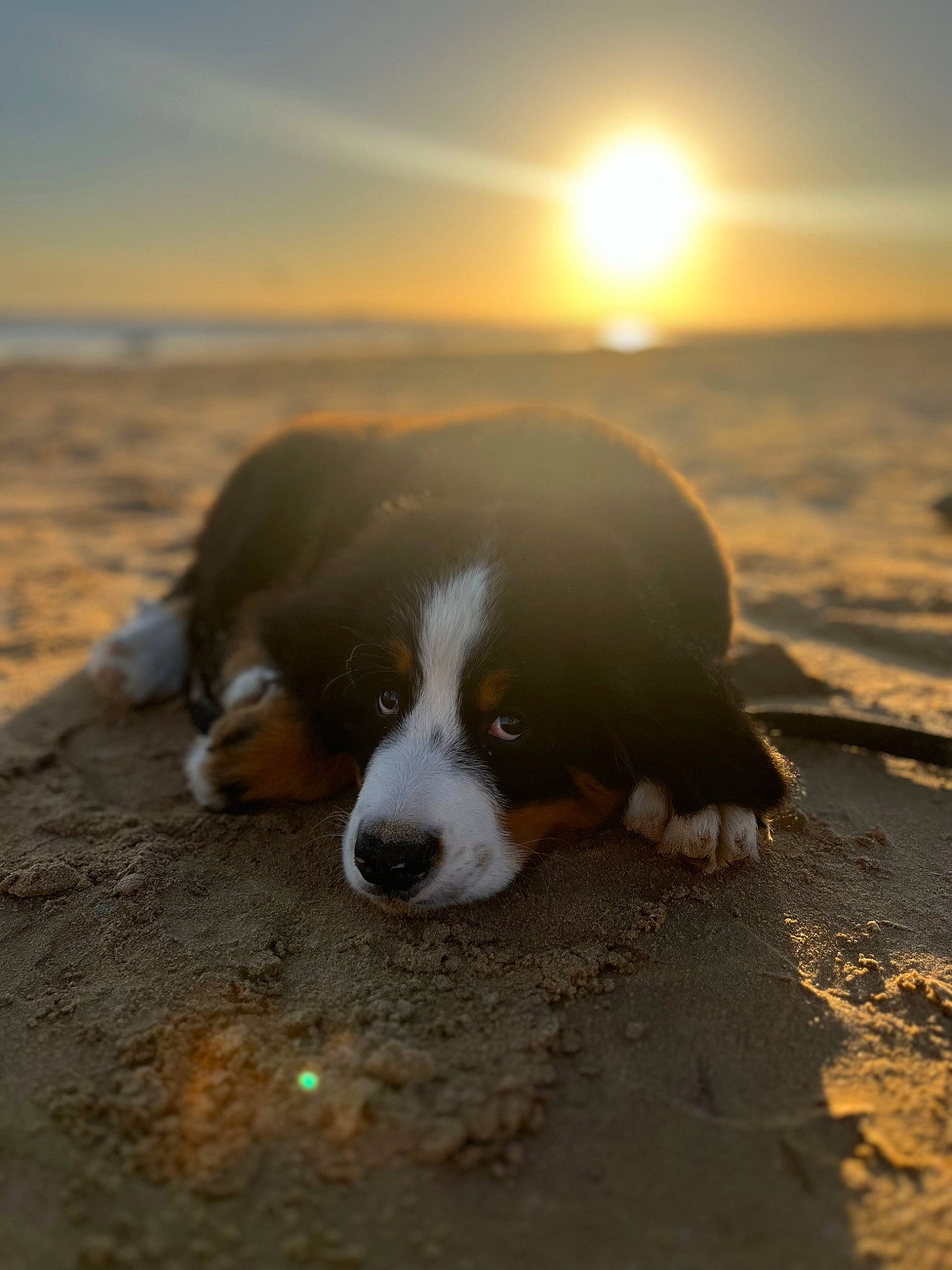 Ulio participe au concours pour gagner de l'argent avec cette photo : ball, beach, bernese_mountain_dog, carnivore, cloud, companion_dog, dog, dog_breed, fawn, herding_dog, horizon, landscape, sand, shore, sky, snout, sporting_group, sunlight, sunrise, sunset