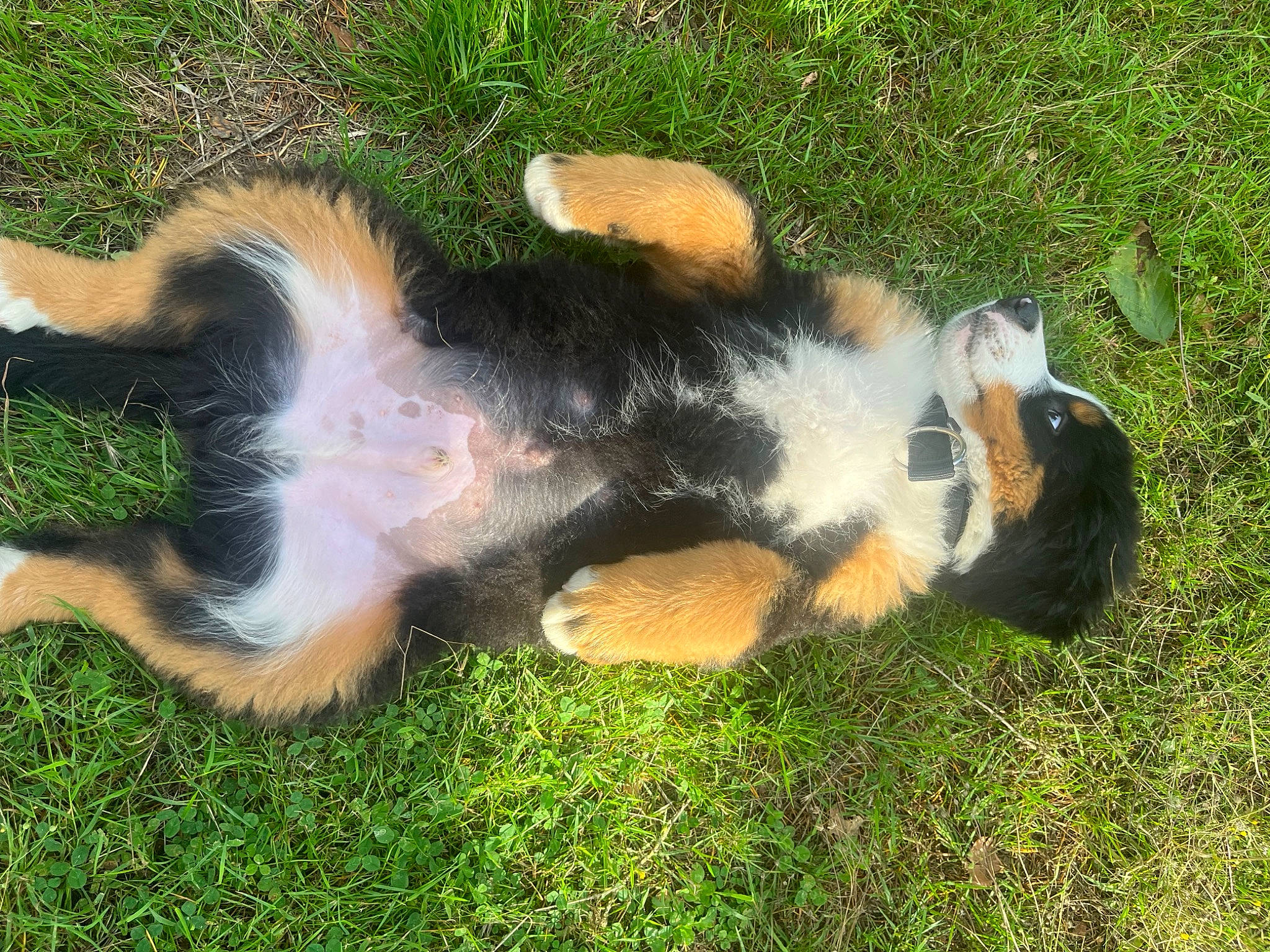 Ulio participe au concours pour gagner de l'argent avec cette photo : canidae, carnivore, companion_dog, dog, dog_breed, fur, grass, plant, snout, sporting_group, tail, terrestrial_animal, working_dog