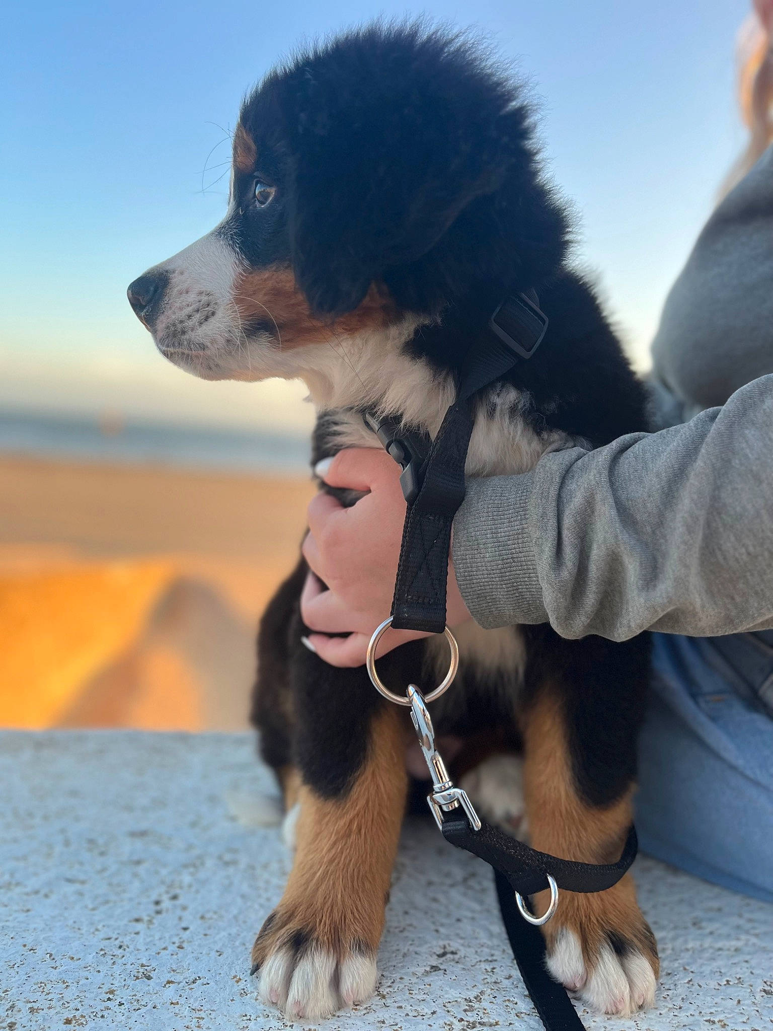 Ulio a rejoint le concours — aidez-le/la à gagner de superbes lots ! canidae, carnivore, cloud, collar, companion_dog, dog, dog_breed, dog_supply, fashion_accessory, fun, fur, gesture, herding_dog, landscape, sky, snout, sporting_group, tail, toy_dog, working_animal