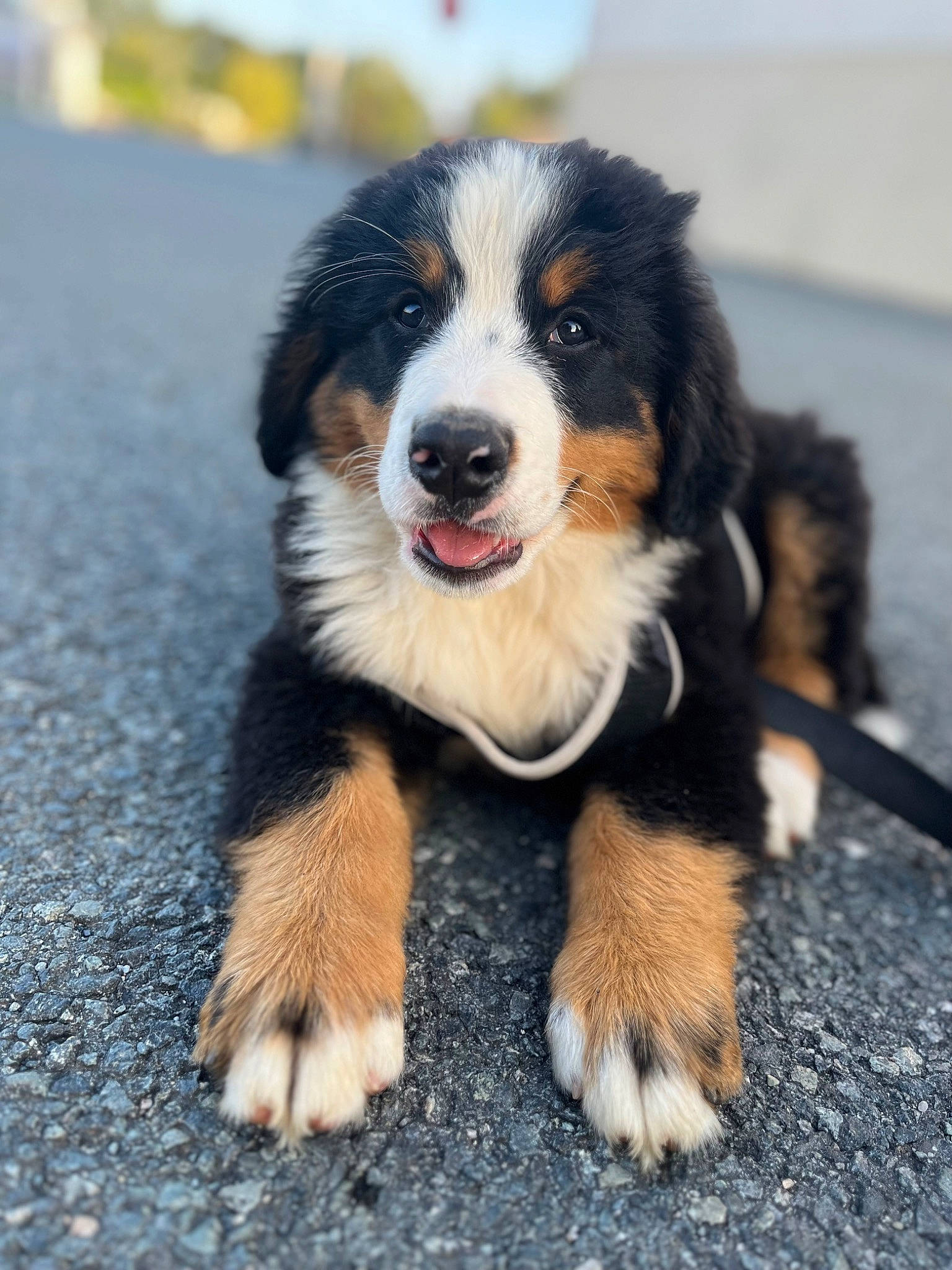 Ulio a rejoint le concours — aidez-le/la à gagner de superbes lots ! bernese_mountain_dog, canidae, carnivore, companion_dog, dog, dog_breed, herding_dog, road_surface, snout, sporting_group, working_dog
