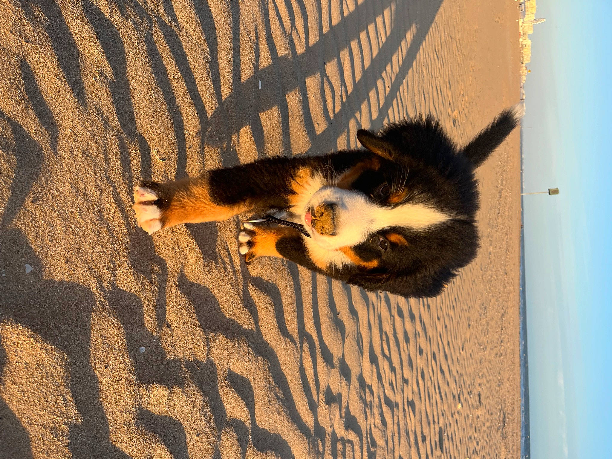 Ulio a rejoint le concours — aidez-le/la à gagner de superbes lots ! carnivore, cat, fawn, felidae, flooring, foot, fur, human_leg, landscape, sand, shadow, small_to_medium_sized_cats, soil, tail, tints_and_shades, tree, whiskers, wildlife, window, wood