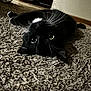 black_cat, cat, whiskers, carpet, indoor, pet, animal, feline, lying_down, texture, curiosity, close_up, floor, relaxing, domestic, cute, playful, eyes, black_and_white, home
