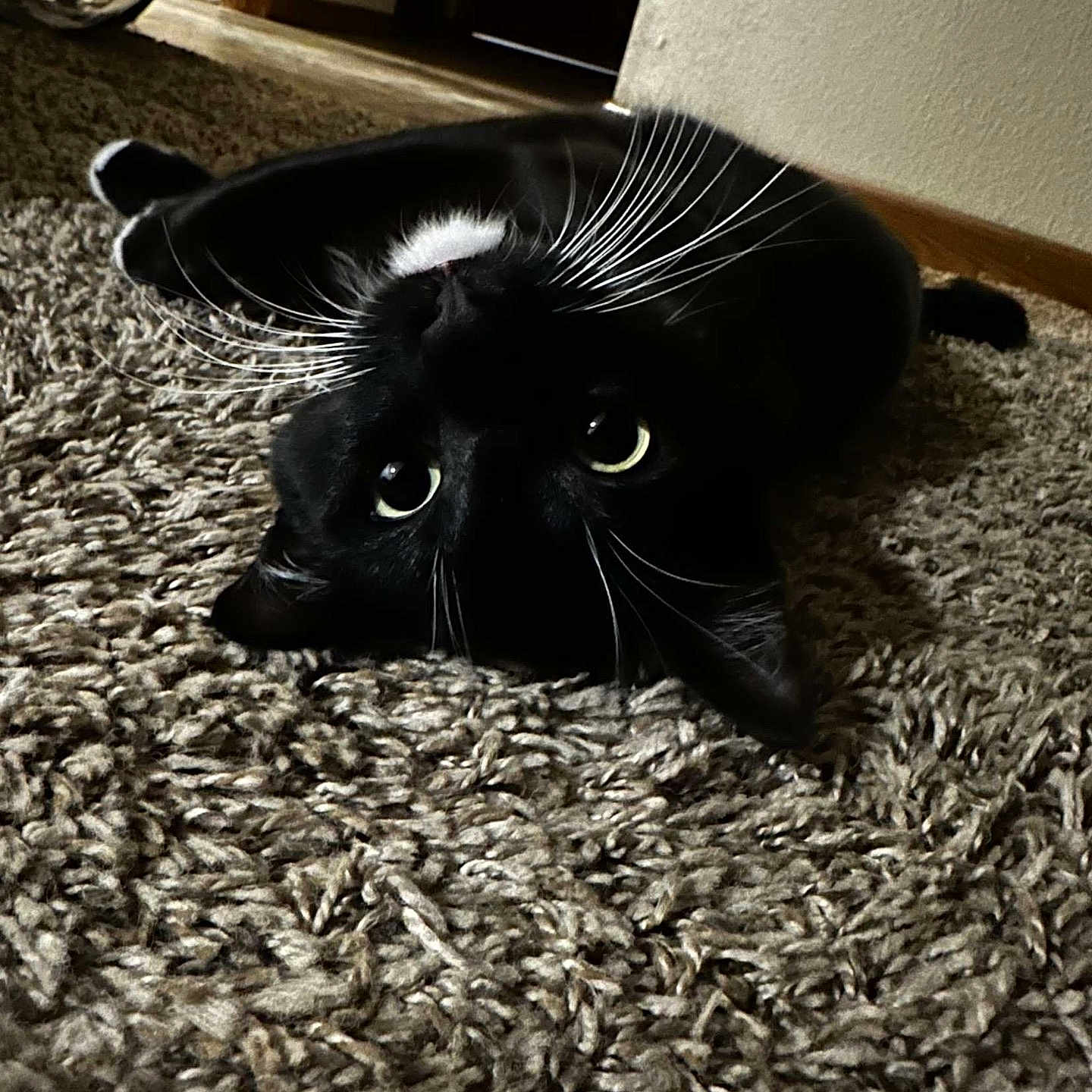 Rome is registered to the contest to win money with this photo: animal, black_and_white, black_cat, carpet, cat, close_up, curiosity, cute, domestic, eyes, feline, floor, home, indoor, lying_down, pet, playful, relaxing, texture, whiskers