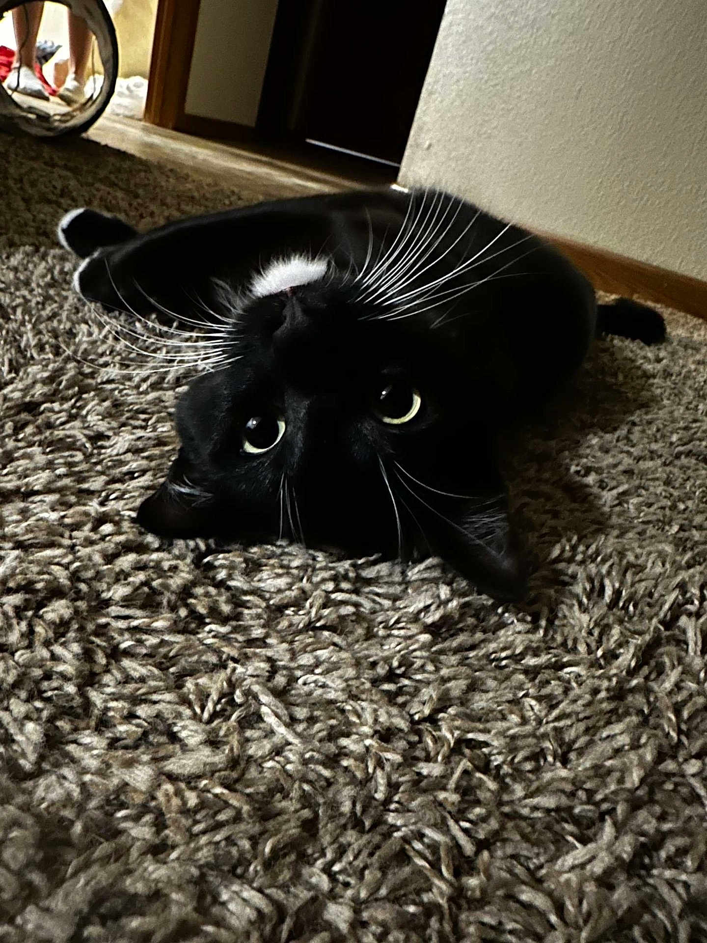 Rome is registered to the contest to win money with this photo: black_cat, cat, whiskers, carpet, indoor, pet, animal, feline, lying_down, texture, curiosity, close_up, floor, relaxing, domestic, cute, playful, eyes, black_and_white, home