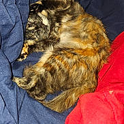 Bella is registered to the contest to win money with this photo: cat, tortoiseshell, sleeping, curled_up, fur, pet, cozy, blanket, blue_blanket, red_blanket, indoor, resting, animal, cute, relaxed, comfort, feline, soft, warm, domestic