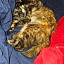 cat, tortoiseshell, sleeping, curled_up, fur, pet, cozy, blanket, blue_blanket, red_blanket, indoor, resting, animal, cute, relaxed, comfort, feline, soft, warm, domestic