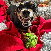 Doggy participe au concours pour gagner de l'argent avec cette photo : animal, close_up, cute, dog, expression, fangs, fur, gray_blanket, green_rope, indoor, pet, playful, plush_toys, red_blanket, small_dog, snout, tail, teeth, toy, whiskers