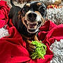 animal, close_up, cute, dog, expression, fangs, fur, gray_blanket, green_rope, indoor, pet, playful, plush_toys, red_blanket, small_dog, snout, tail, teeth, toy, whiskers