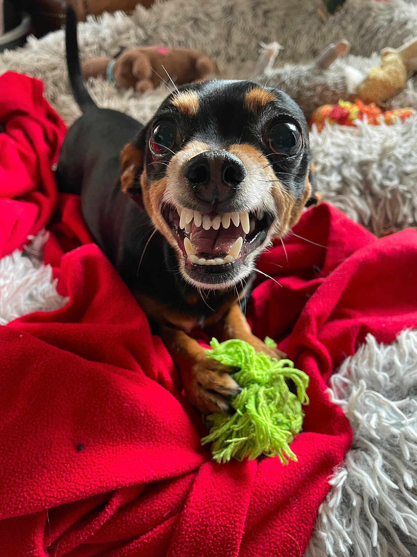 Doggy participe au concours pour gagner de l'argent avec cette photo : animal, close_up, cute, dog, expression, fangs, fur, gray_blanket, green_rope, indoor, pet, playful, plush_toys, red_blanket, small_dog, snout, tail, teeth, toy, whiskers