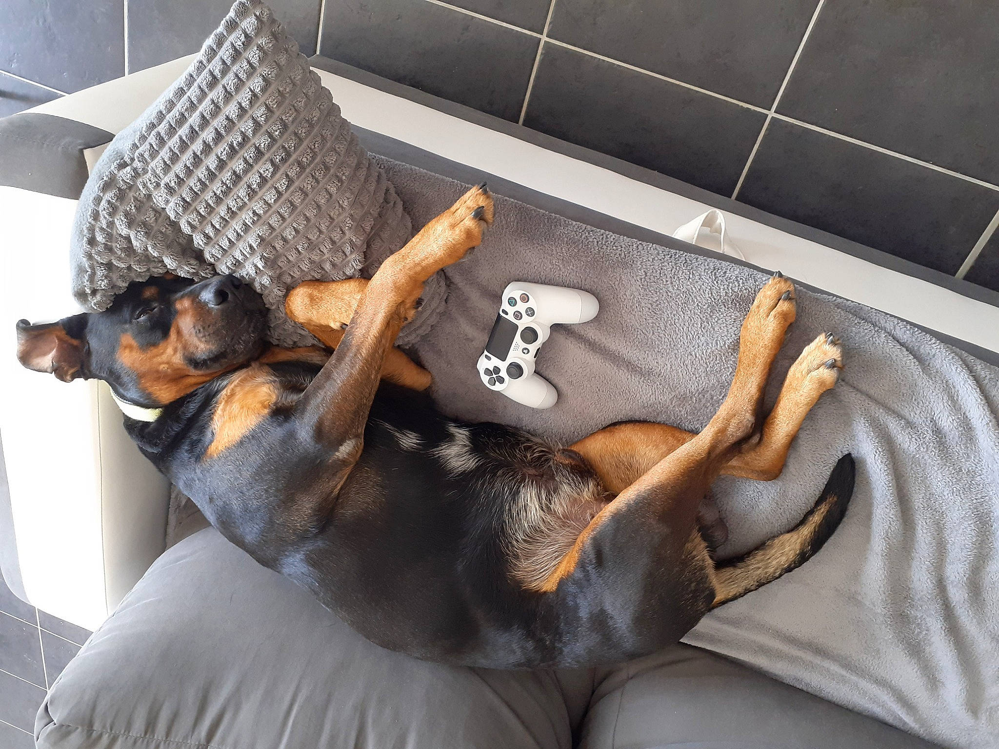 Bosco a rejoint le concours — aidez-le/la à gagner de superbes lots ! canidae, carnivore, comfort, companion_dog, dobermann, dog, dog_breed, fawn, german_pinscher, guard_dog, manchester_terrier, miniature_pinscher, nap, paw, pinscher, prazsky_krysarik, toy_dog