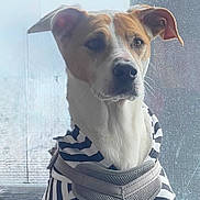 Zana joined the competition — help win amazing prizes! dog, pet, portrait, close_up, harness, striped_shirt, window, indoor, ears, whiskers, muzzle, brown_and_white, attentive, sitting, looking_away, soft_light, textured_glass, companion, canine, fur