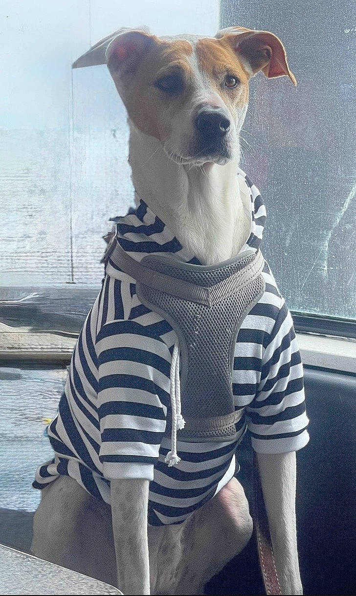 Zana joined the competition — help win amazing prizes! attentive, brown_and_white, casual_clothing, companion, dog, ears, harness, indoor, leash, muzzle, natural_light, pet, portrait, seat, short_coat, sitting, striped_shirt, table, whiskers, window