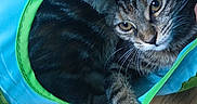 Isis a rejoint le concours — aidez-le/la à gagner de superbes lots ! cat, tabby_cat, pet, animal, indoor, play_tunnel, wooden_floor, paw, curious, feline, striped, cute, domestic_animal, resting, close_up, colorful, blue, green, playful, looking