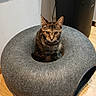 animal, cat, cozy, curious, cute, domestic_cat, ears, feline, furniture, gray, home, indoor, looking, pet_bed, shadow, sitting, speaker, tabby_cat, whiskers, wooden_floor