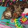 Isis participe au concours pour gagner de l'argent avec cette photo : cat, kitten, sleeping, tabby, tie_dye, blanket, toy, retro, boombox, pink, colorful, pattern, sunglasses, denim, fabric, cute, nostalgia, indoor, animal, resting