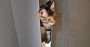 Isis a rejoint le concours — aidez-le/la à gagner de superbes lots ! animal, blurred, cat, cozy, curious, curtain, feline, gray, hidden, home, indoor, peek, pet, playful, quiet, shadow, small, soft_light, striped, white