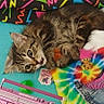 kitten, tabby_cat, toy, troll_doll, boombox, tie_dye, colorful, patterned_fabric, retro, playful, cute, indoor, pet, feline, small_toy, text_overlay, vibrant, nostalgic, fabric, close_up