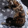 animal, blanket, bones_pattern, cat, comfort, cozy, cute, domestic_cat, fur, indoor, mammal, nap, patterned_blanket, paw_prints, pet, relaxed, resting, sleeping, soft_texture, tabby_cat