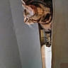 animal, cat, closeup, curious, domestic, ears, exploring, feline, fur, home, indoor, light, narrow_space, peeking, pet, quiet, side_view, tabby, wall, whiskers