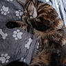 animal, blanket, cat, closeup, comfort, cozy, cute, domestic_animal, feline, fur, indoor, pattern, paw_prints, pet, relaxation, resting, sleeping, soft, tabby, warm