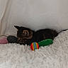 Isis participe au concours pour gagner de l'argent avec cette photo : kitten, cat, toy, blanket, fluffy, colorful, indoor, sleeping, cozy, small, pet, animal, fur, cute, resting, soft, comfort, domestic, young, playful