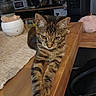 animal, cat, closeup, cozy, curious, decor, ears, feline, fur, furniture, home, indoor, kitchen, paws, pet, relaxed, resting, tabby, table, wood