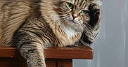 Nina a rejoint le concours — aidez-le/la à gagner de superbes lots ! cat, tabby, fluffy, green_eyes, wooden_stool, furniture, indoor, pet, animal, resting, paw, fur, portrait, contemplative, gray_background, close_up, cute, relaxed, domestic_cat, mammal