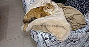 Nina a rejoint le concours — aidez-le/la à gagner de superbes lots ! animal, blanket, cat, comfort, couch, cozy, domestic, floor, fluffy, fur, furniture, home, indoor, living_room, pattern, pet, pillow, relaxing, resting, tile