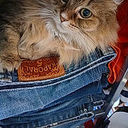 Nina a rejoint le concours — aidez-le/la à gagner de superbes lots ! cat, fluffy, denim, jeans, stack, orange_fabric, whiskers, fur, curious, closeup, indoor, pet, animal, texture, clothing, folded, soft, cute, resting, eyes