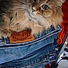 cat, fluffy, denim, jeans, stack, orange_fabric, whiskers, fur, curious, closeup, indoor, pet, animal, texture, clothing, folded, soft, cute, resting, eyes
