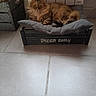 Nina a rejoint le concours — aidez-le/la à gagner de superbes lots ! cat, fluffy, pet_bed, wooden_crate, cushion, indoor, tile_floor, relaxed, feline, mammal, domestic_animal, resting, cozy, fur, animal, cute, comfortable, home, warm, sleeping_area