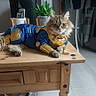 Nina participe au concours pour gagner de l'argent avec cette photo : cat, costume, superhero, blue, gold, table, wooden, indoor, plant, furniture, pet, animal, relaxed, household, footwear, puma, clothing, portrait, cozy, cute