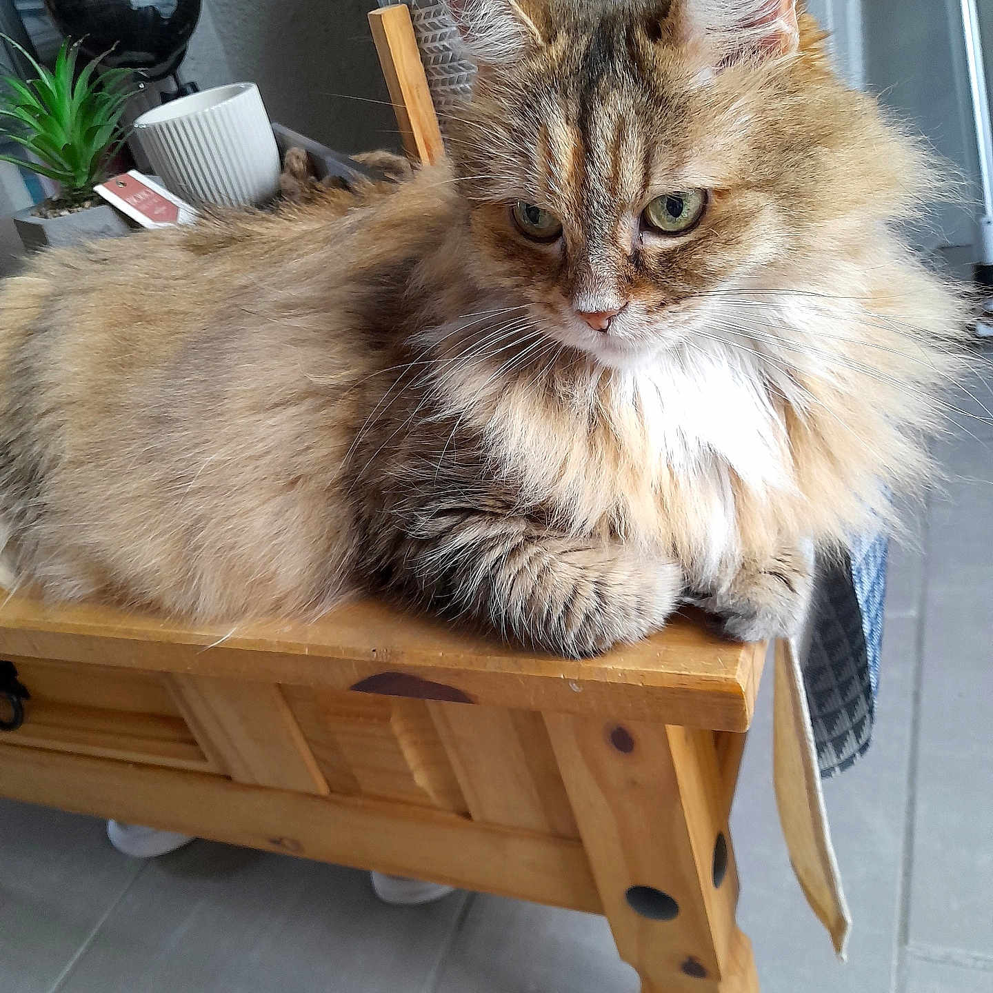 Nina