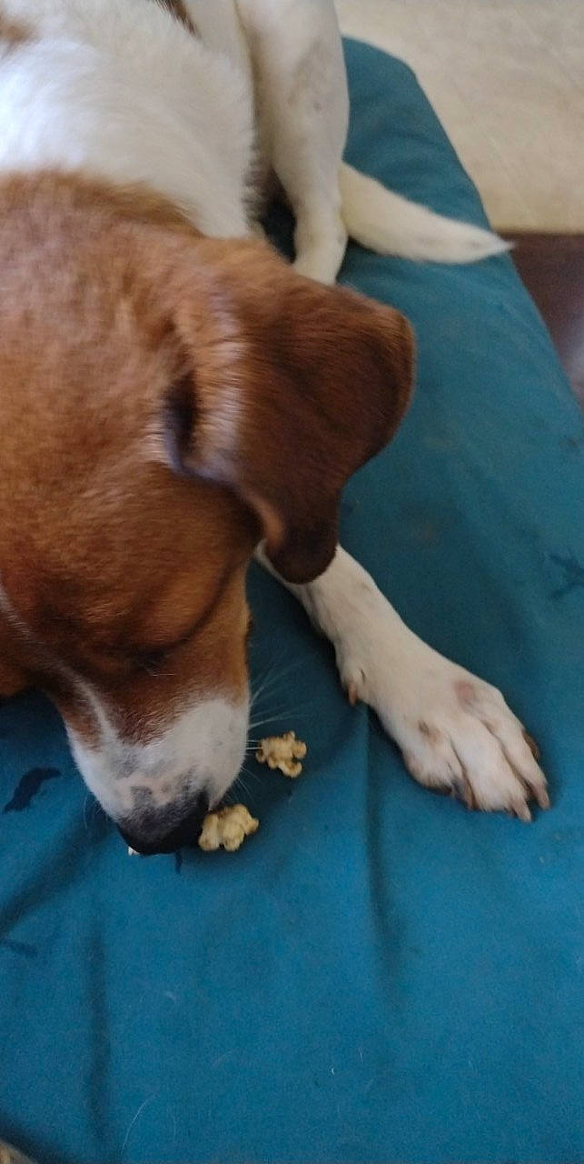 Bolt joined the competition — help win amazing prizes! beagle, beagle_harrier, canidae, carnivore, comfort, companion_dog, dog, dog_breed, hound, liver, puppy_love, scent_hound, sporting_group, tail, whiskers, working_animal