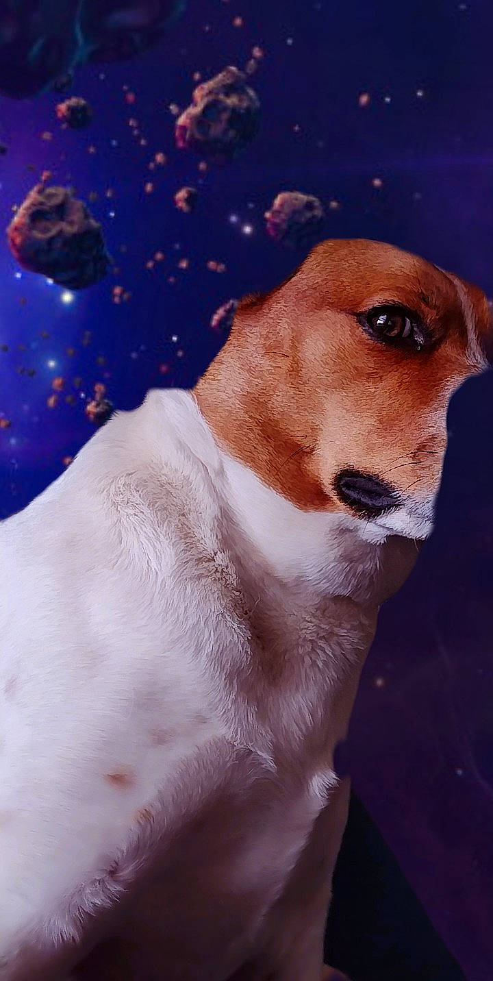 Bolt joined the competition — help win amazing prizes! ancient_dog_breeds, art, astronomical_object, canidae, carnivore, companion_dog, dog, dog_breed, electric_blue, fawn, fur, hunting_dog, non_sporting_group, photo_caption, snout, sporting_group, whiskers, winter, working_animal