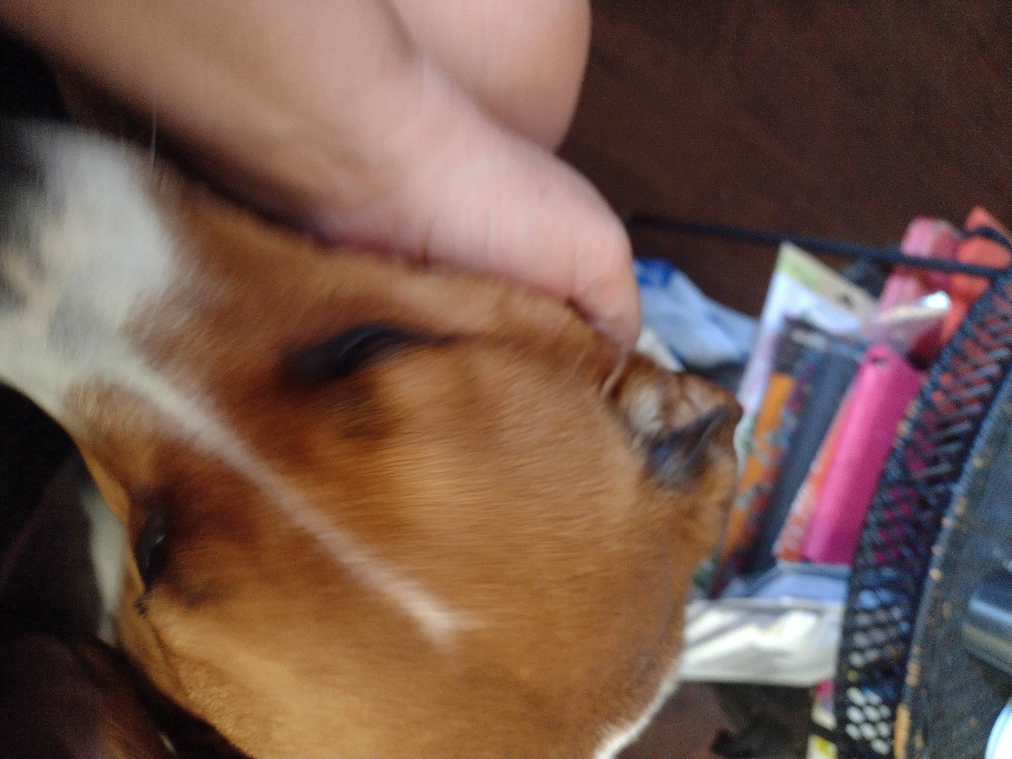 Star is registered to the contest to win money with this photo: canidae, carnivore, collar, comfort, companion_dog, dog, dog_breed, ear, eyewear, fawn, felidae, human_leg, nail, small_to_medium_sized_cats, snout, sporting_group, tire, whiskers, wood, working_animal