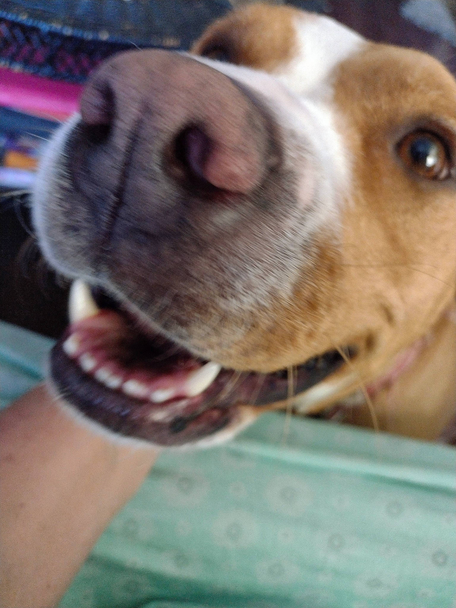 Star is registered to the contest to win money with this photo: canidae, carnivore, collar, companion_dog, dog, dog_breed, dog_collar, dog_supply, ear, fawn, fur, leash, liver, non_sporting_group, pet_supply, service, snout, sporting_group, whiskers, working_animal