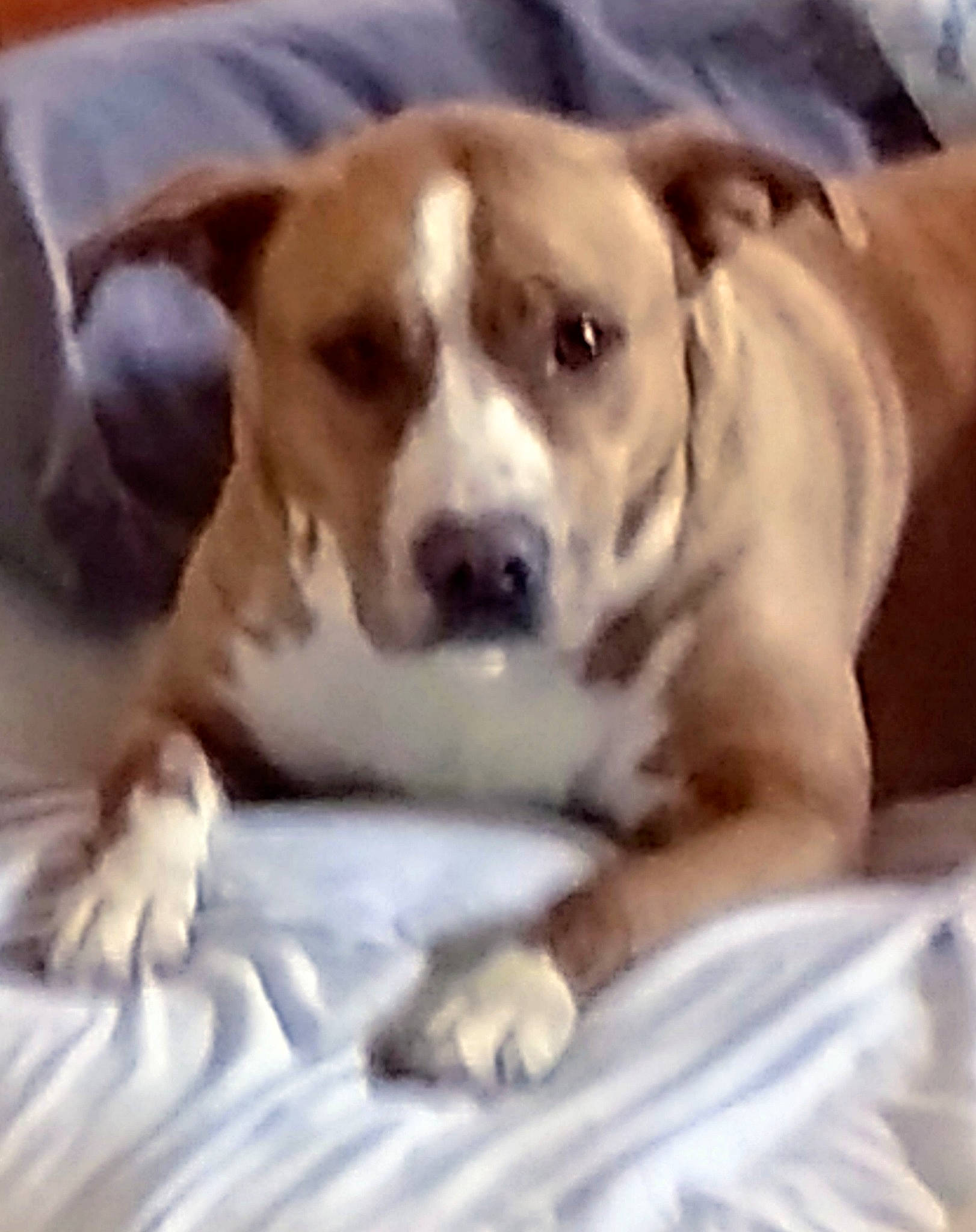 Star is registered to the contest to win money with this photo: bored, canidae, carnivore, comfort, companion_dog, dog, dog_breed, ear, fawn, non_sporting_group, paw, puppy, puppy_love, snout, sporting_group, terrestrial_animal, whiskers, wood, working_animal