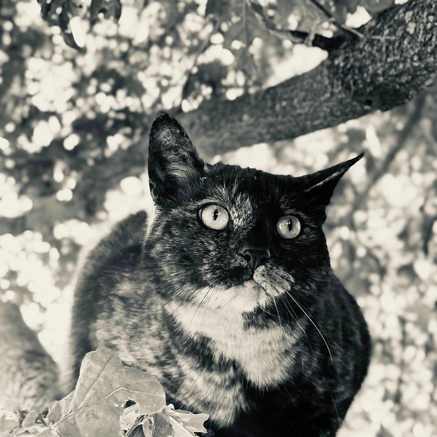 Doudouce participe au concours pour gagner de l'argent avec cette photo : abyssinian, animal, blackcat, cat, face, head, ivy, kitten, leaf, manx, maple, oak, person, pet, photography, plant, portrait, siamese, tree, vegetation