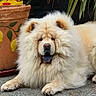 animal, canine, chow_chow, close_up, cream_colored, cute, dog, flower_pot, fluffy, fur, leaves, mammal, outdoor, panting, pet, plant, portrait, resting, tongue_out, yellow_lemons