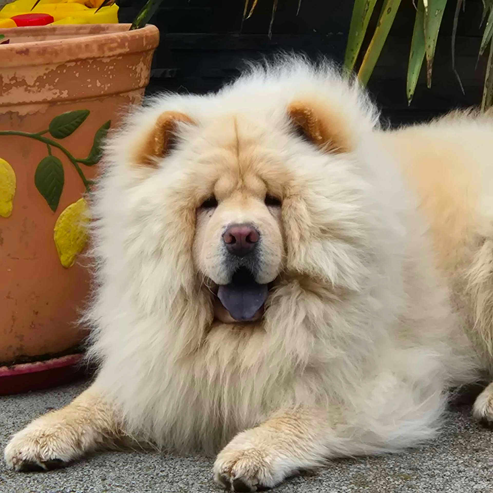 Ulan a rejoint le concours — aidez-le/la à gagner de superbes lots ! animal, canine, chow_chow, close_up, cream_colored, cute, dog, flower_pot, fluffy, fur, leaves, mammal, outdoor, panting, pet, plant, portrait, resting, tongue_out, yellow_lemons