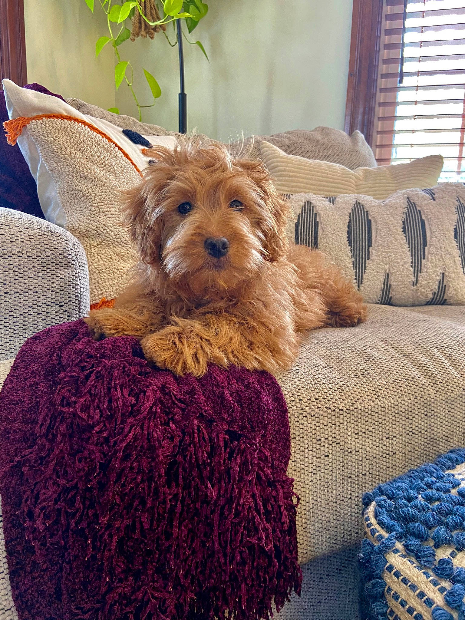 Ariel joined the competition — help win amazing prizes! canidae, carnivore, comfort, companion_dog, couch, dog, dog_breed, dog_clothes, dog_supply, fashion_accessory, fawn, fur, liver, plant, sporting_group, terrier, water_dog, wicker, window_blind, working_animal