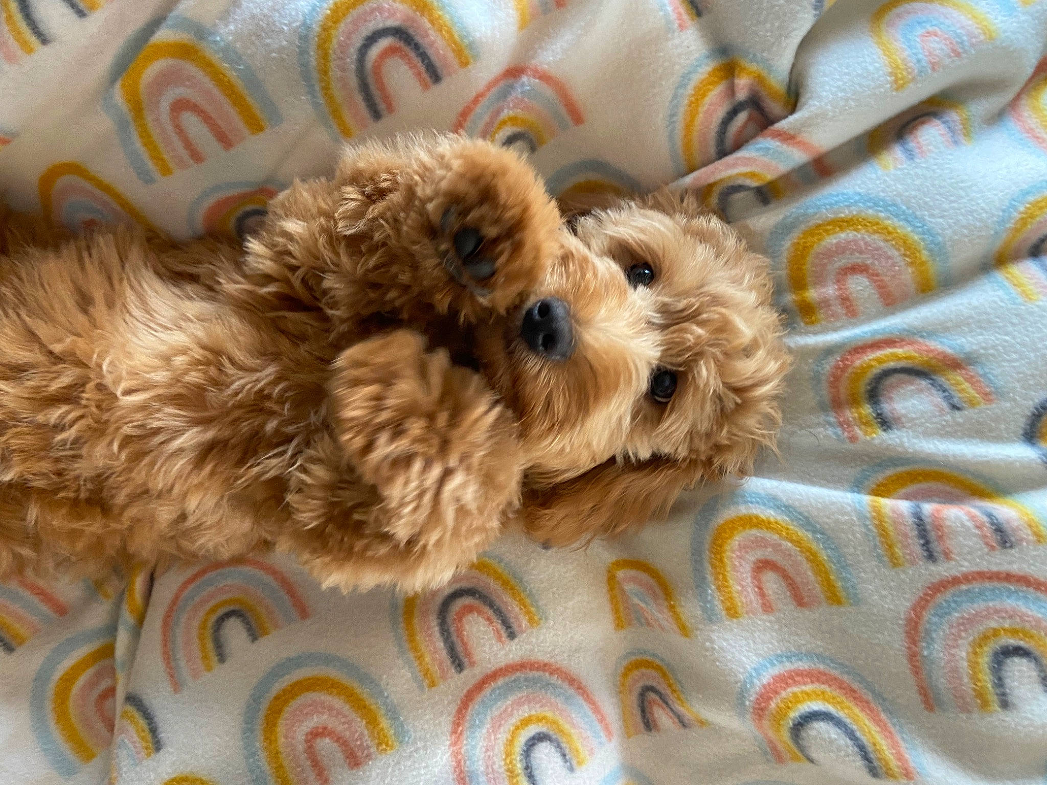 Ariel joined the competition — help win amazing prizes! canidae, carnivore, companion_dog, dog, dog_breed, dog_supply, fawn, fur, liver, maltepoo, pattern, poodle, snout, sporting_group, terrier, toy, toy_dog, water_dog, working_animal, yorkipoo