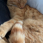 Némo a rejoint le concours — aidez-le/la à gagner de superbes lots ! cat, sleeping, orange_tabby, tabby, ginger_cat, fur, tail, paw, blanket, bed, nap, cozy, pet, domestic_animal, close_up, whiskers, indoor, relaxed, soft_texture, portrait
