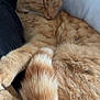 cat, sleeping, orange_tabby, tabby, ginger_cat, fur, tail, paw, blanket, bed, nap, cozy, pet, domestic_animal, close_up, whiskers, indoor, relaxed, soft_texture, portrait