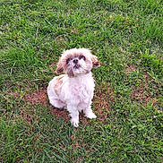 Chipie participe au concours pour gagner de l'argent avec cette photo : animal, brown_fur, canine, cute, dog, ears, eyes, fluffy, fur, grass, greenery, lawn, nature, outdoor, paw, pet, sitting, small_dog, snout, white_fur