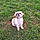 Chipie