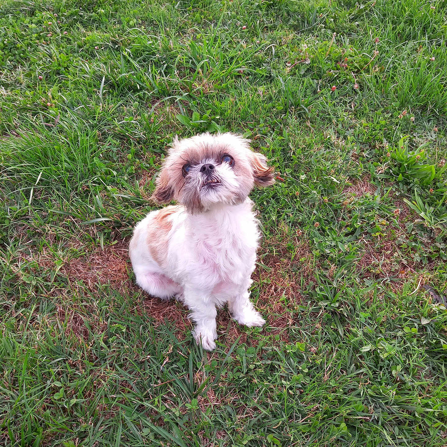 Chipie participe au concours pour gagner de l'argent avec cette photo : animal, brown_fur, canine, cute, dog, ears, eyes, fluffy, fur, grass, greenery, lawn, nature, outdoor, paw, pet, sitting, small_dog, snout, white_fur