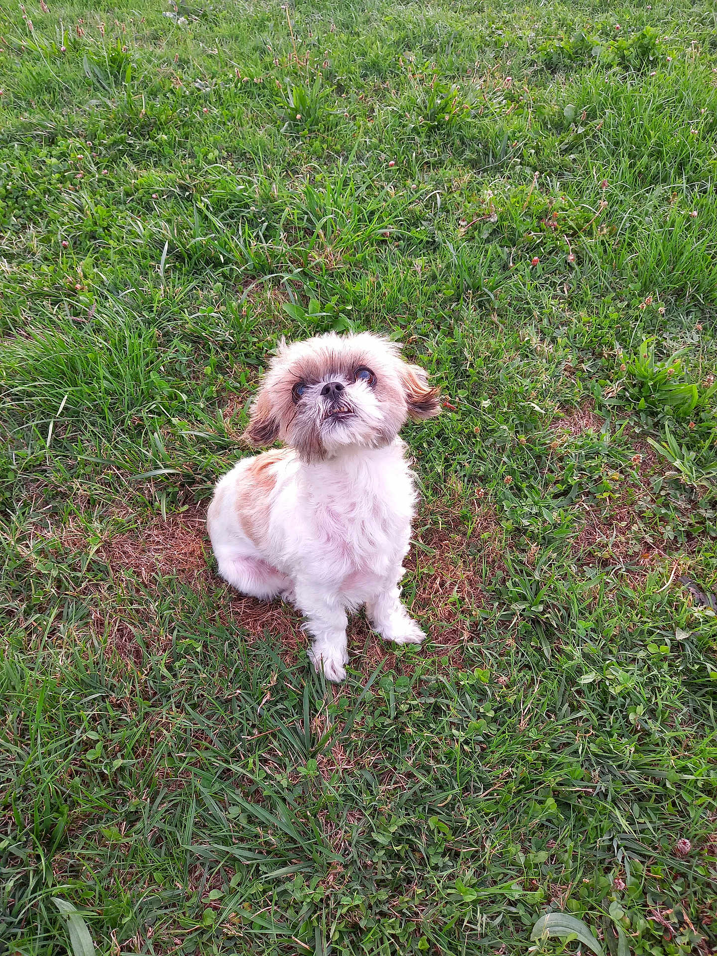 Chipie